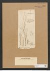 Schizonema tenellum Ktz. (de-Toni-Nr.: Genus 20, Species 1190) Zeichnungen Sammlung Grunow Nr. 2297 (NHMW-BOT-W0369419)